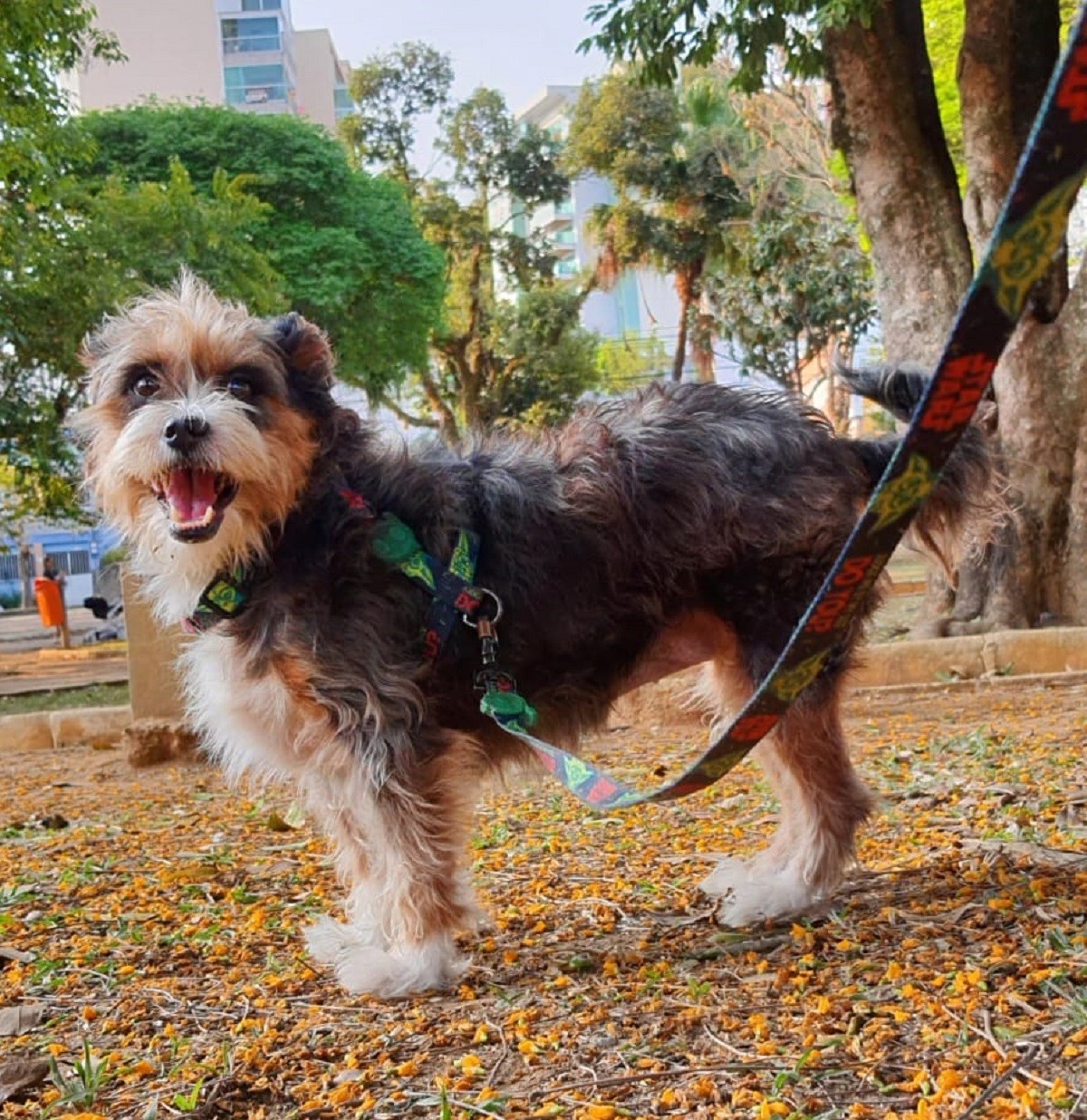 VÍDEO: Pitbull que passeia solto e sem focinheira faz novos ataques a cães no Bairro Bom Pastor, em Juiz de Fora