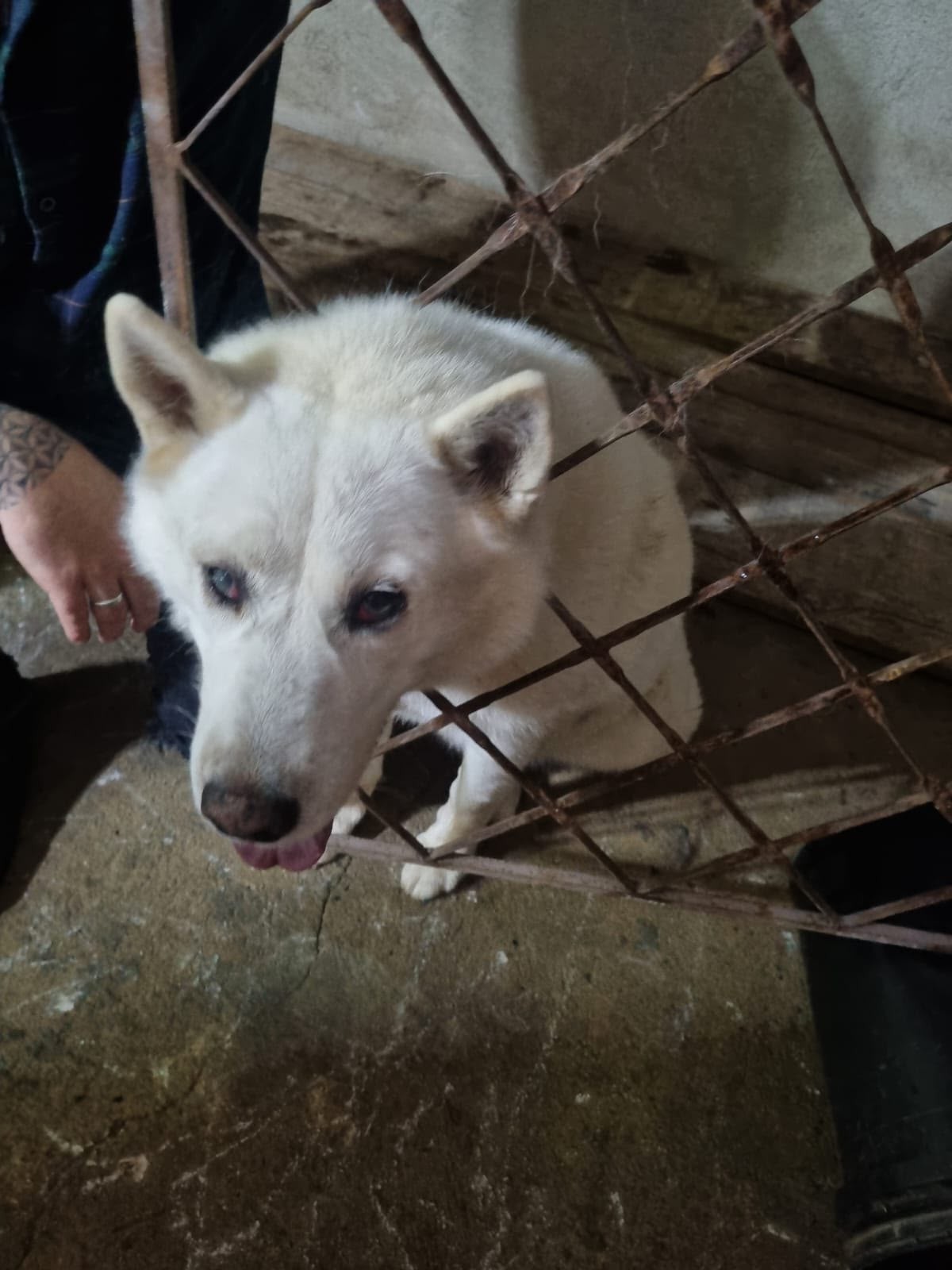 Cachorro fica com a cabeça agarrada nas grades de portão e é resgatado em MG