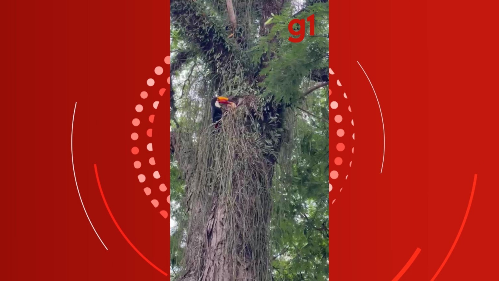 Vídeo: filhote de tucano é flagrado sendo alimentado pela mãe em São José dos Campos