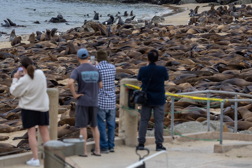 Leões-marinhos na San Carlos Beach, em Monterey, na Califórnia — Foto: REUTERS/Carlos Barria