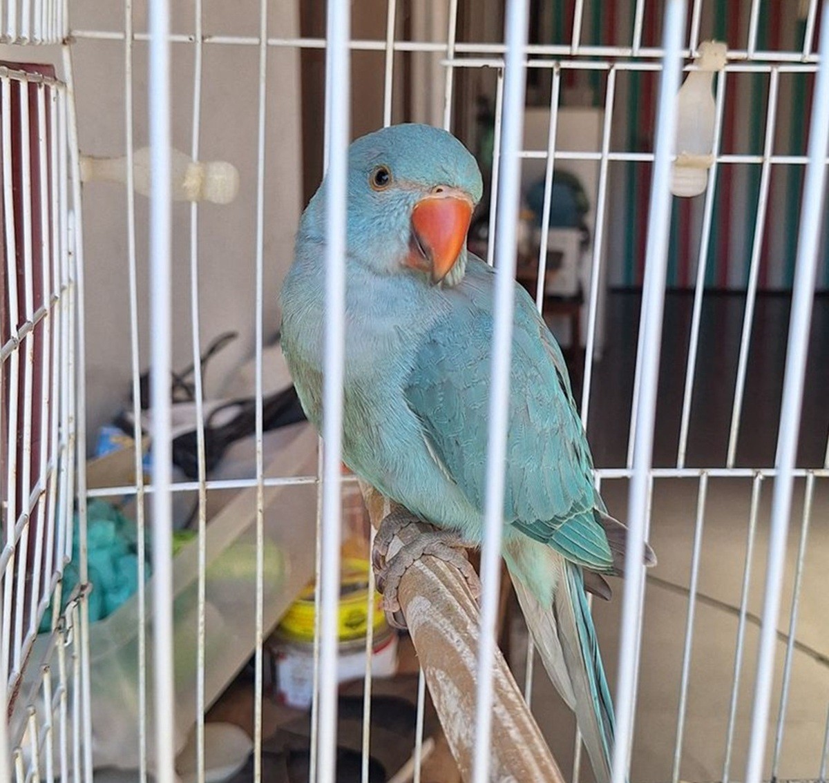 Periquito-indiano ferido é resgatado pela Guarda Ambiental em Cabo Frio