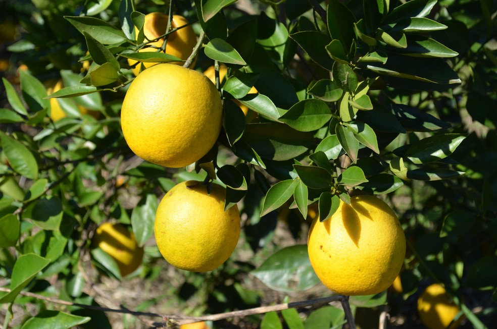 Greening impede desenvolvimento normal e afeta sabor das laranjas, que caem precocemente e não podem ser comercializadas. Plantas doentes precisam ser erradicadas   — Foto: Fudecitrus