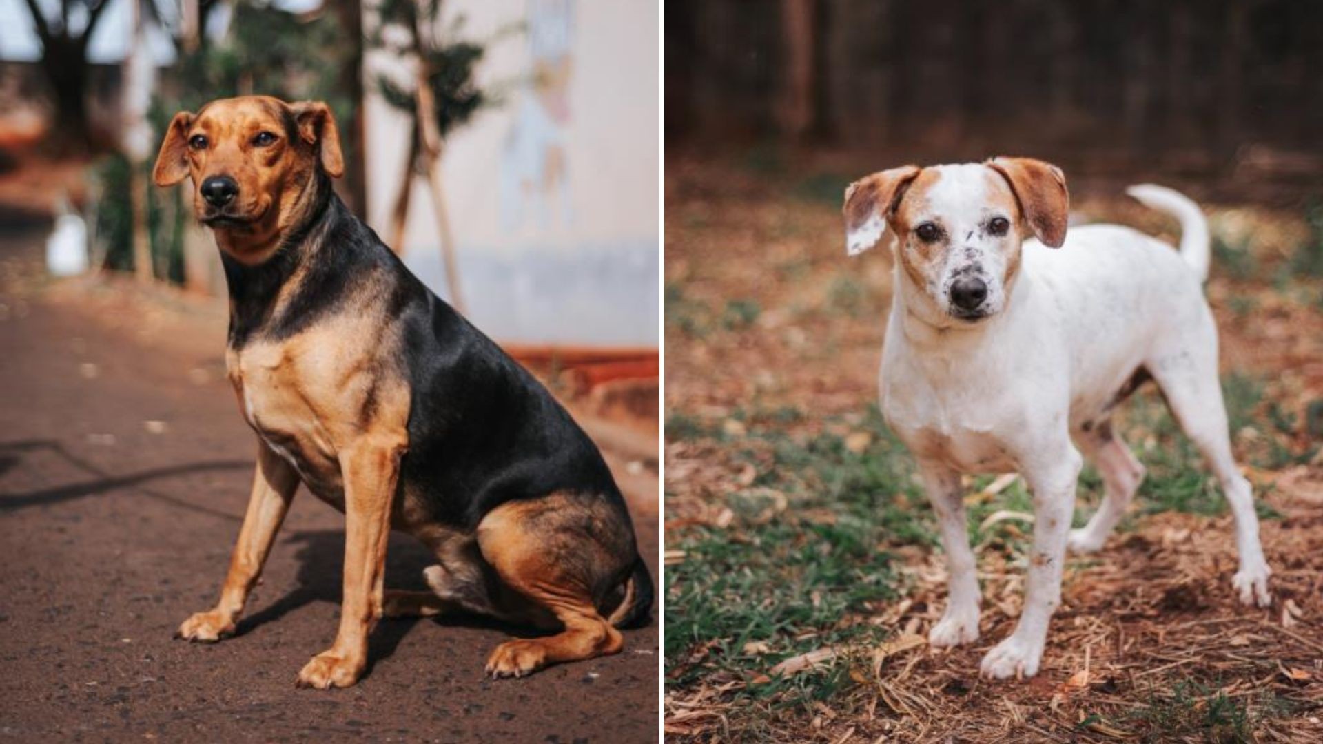 Com foco em pets idosos e adultos, Bauru promove evento de adoção responsável; veja como participar 