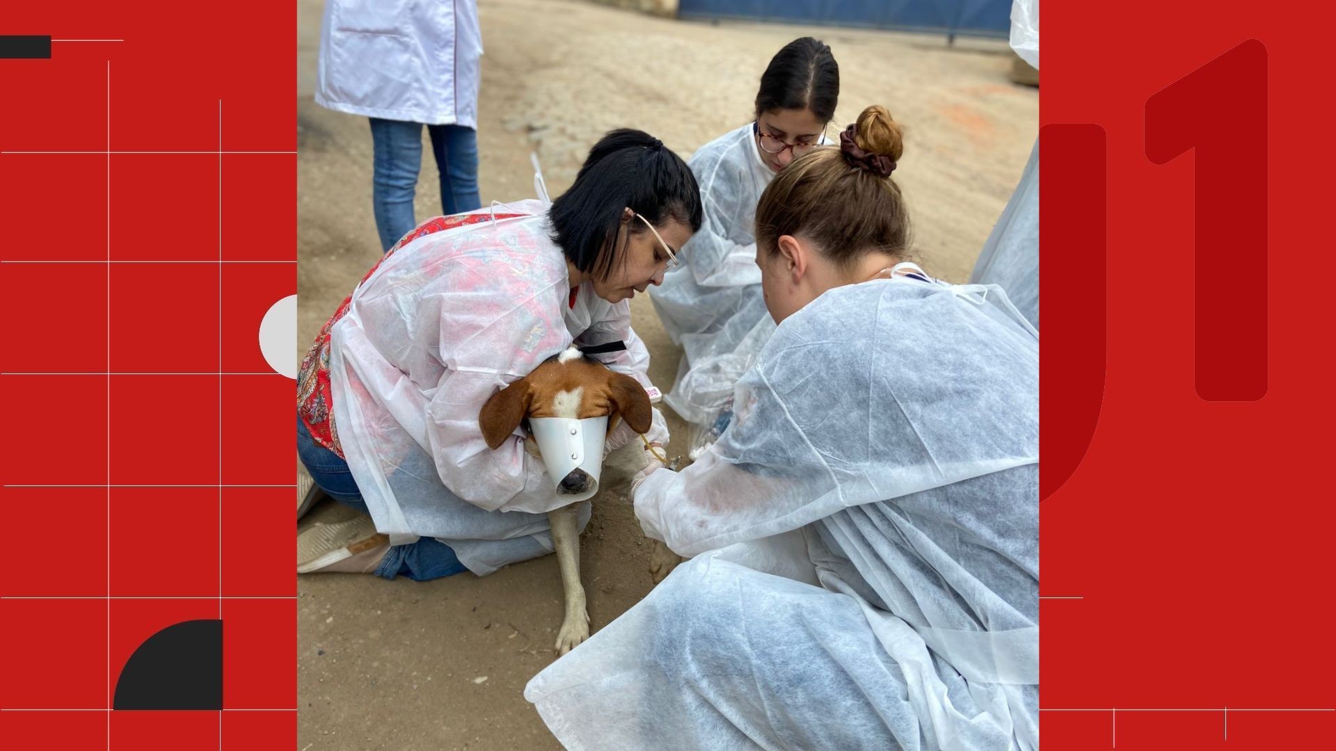 Doença altamente contagiosa leva a morte de centenas de cachorros no ES; entenda