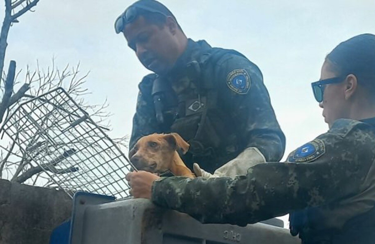 Cão abandonado em matagal por mais de 15 dias é resgatado em Cabo Frio