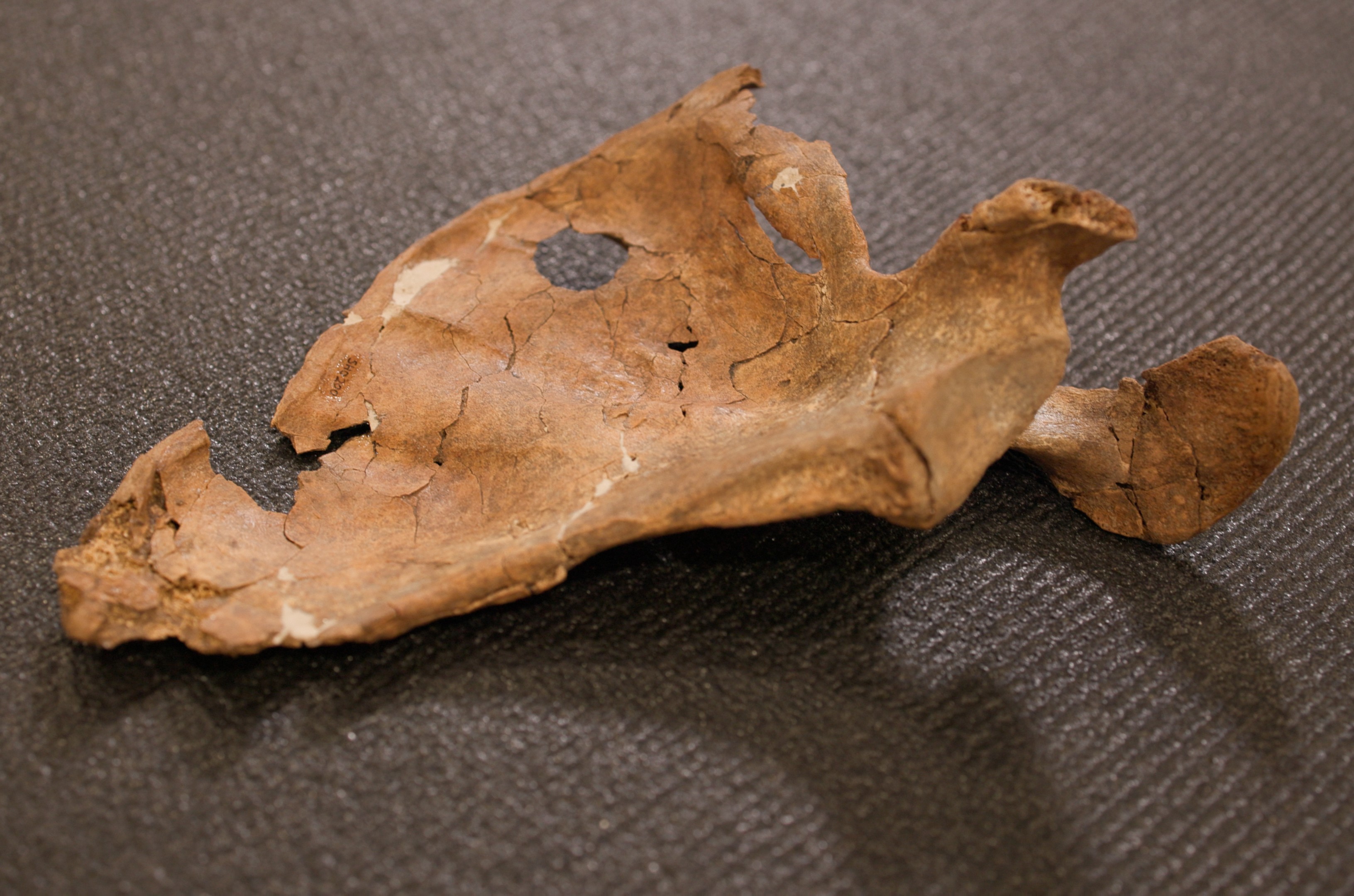 Neandertal pode ter sido morto em confronto cara a cara há 75 mil anos