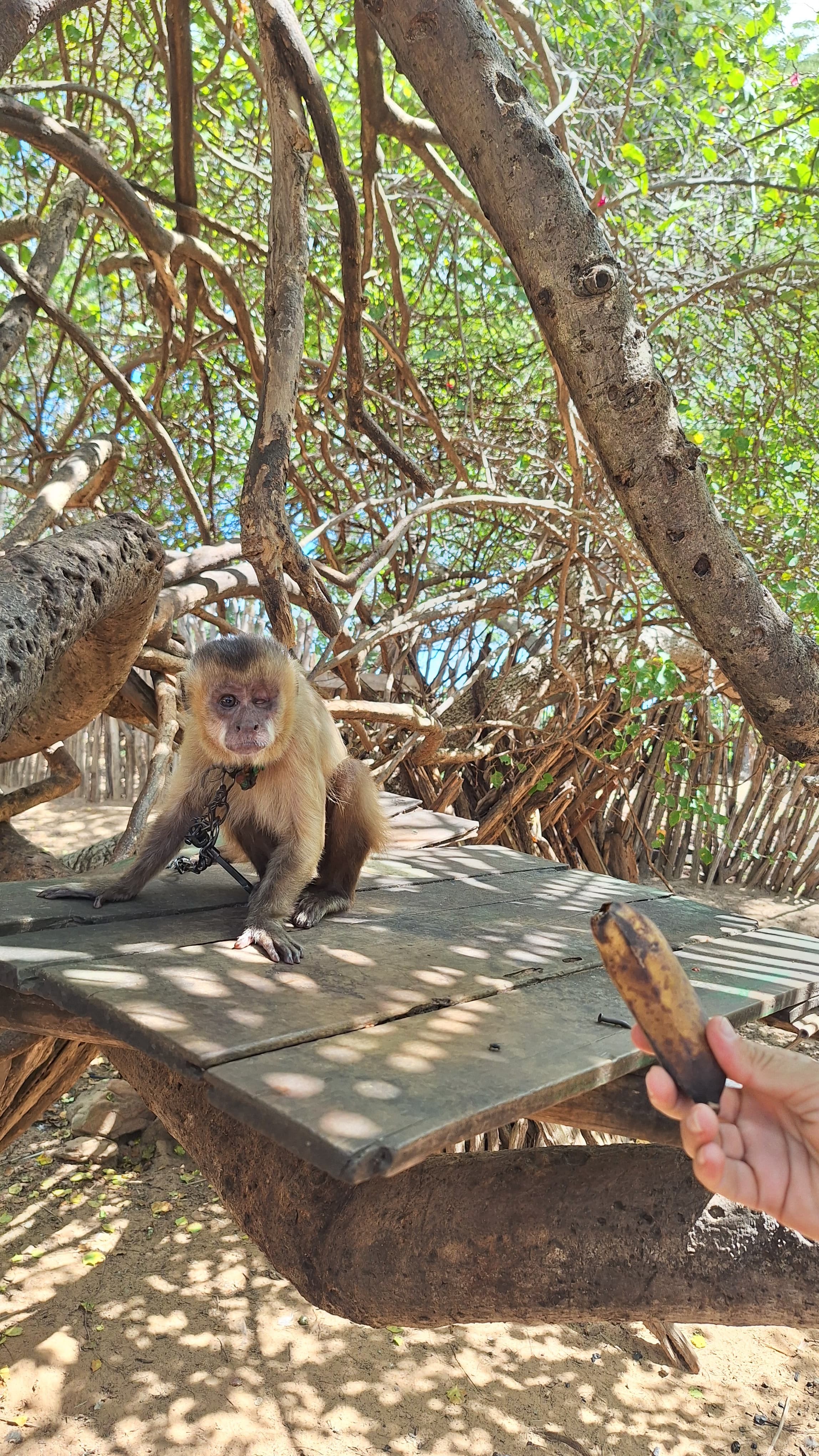 Macaco-prego resgatado em situação de vulnerabilidade no Piauí