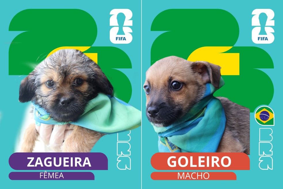 ‘Cãovocação’: canil de Presidente Epitácio lança campanha de adoção — Foto: Reprodução/Prefeitura de Presidente Epitácio
