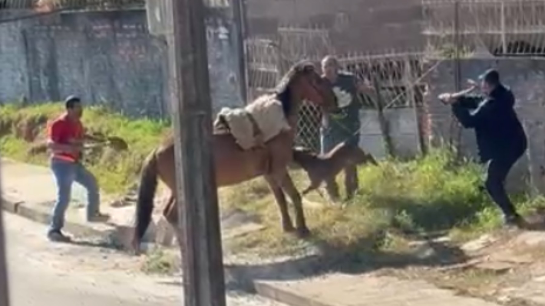 Pitbull ataca cavalo amarrado em Guarapuava
