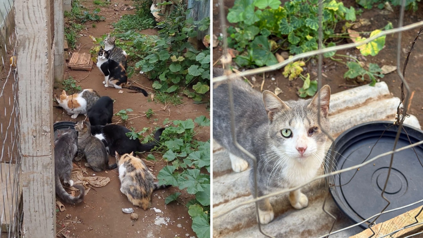 Idoso se muda, abandona 12 gatos e é indiciado por maus-tratos no PR, diz delegado: 'Um mês sem água e alimentação'
