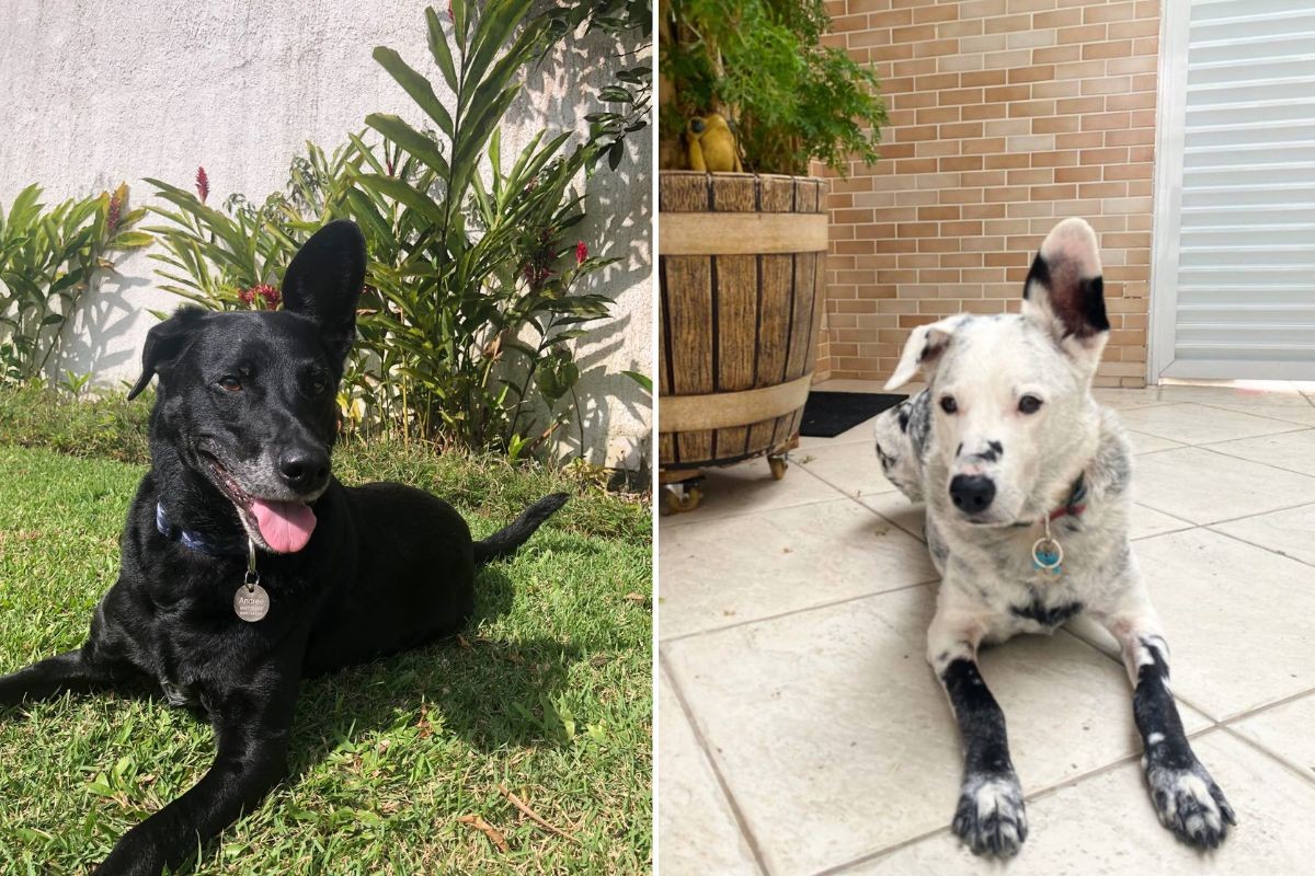 Cachorro com vitiligo viraliza nas redes sociais e ganha apelido de 'Buddy Jackson'; VÍDEO