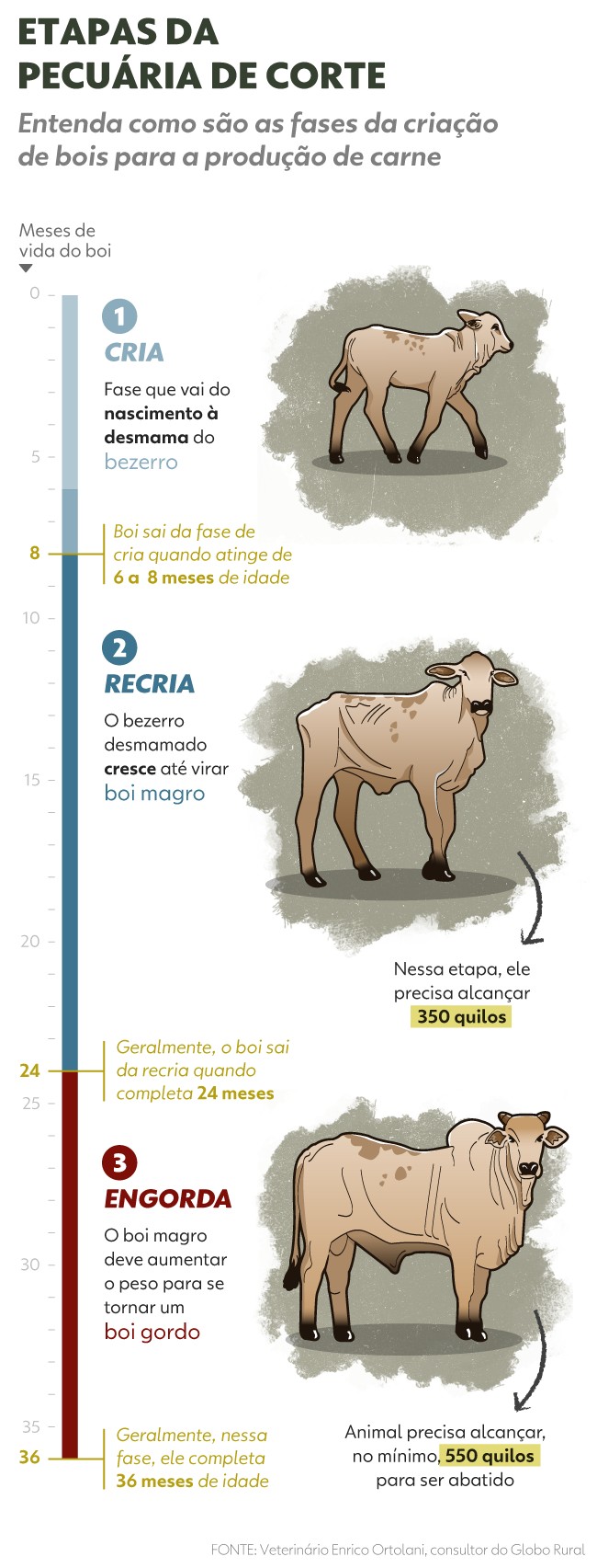 Etapas da Pecuária de Corte