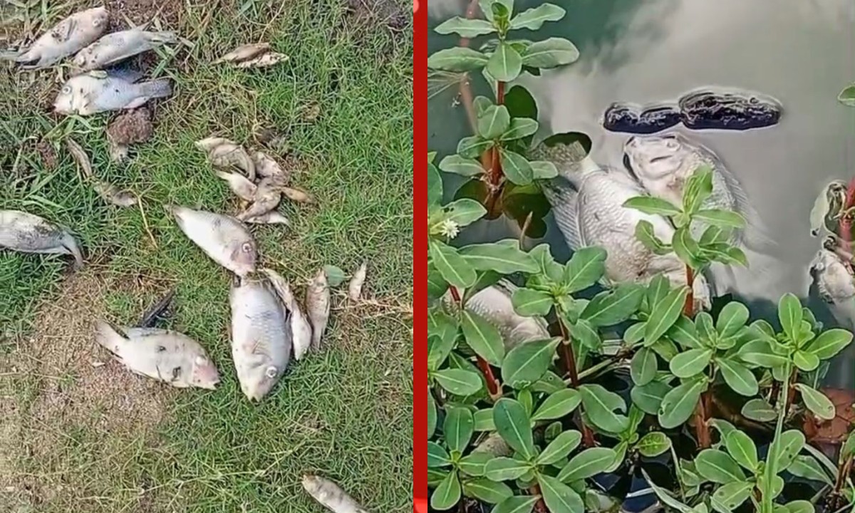 Peixes aparecem mortos em barragem de Feira de Santana; causa é investigada