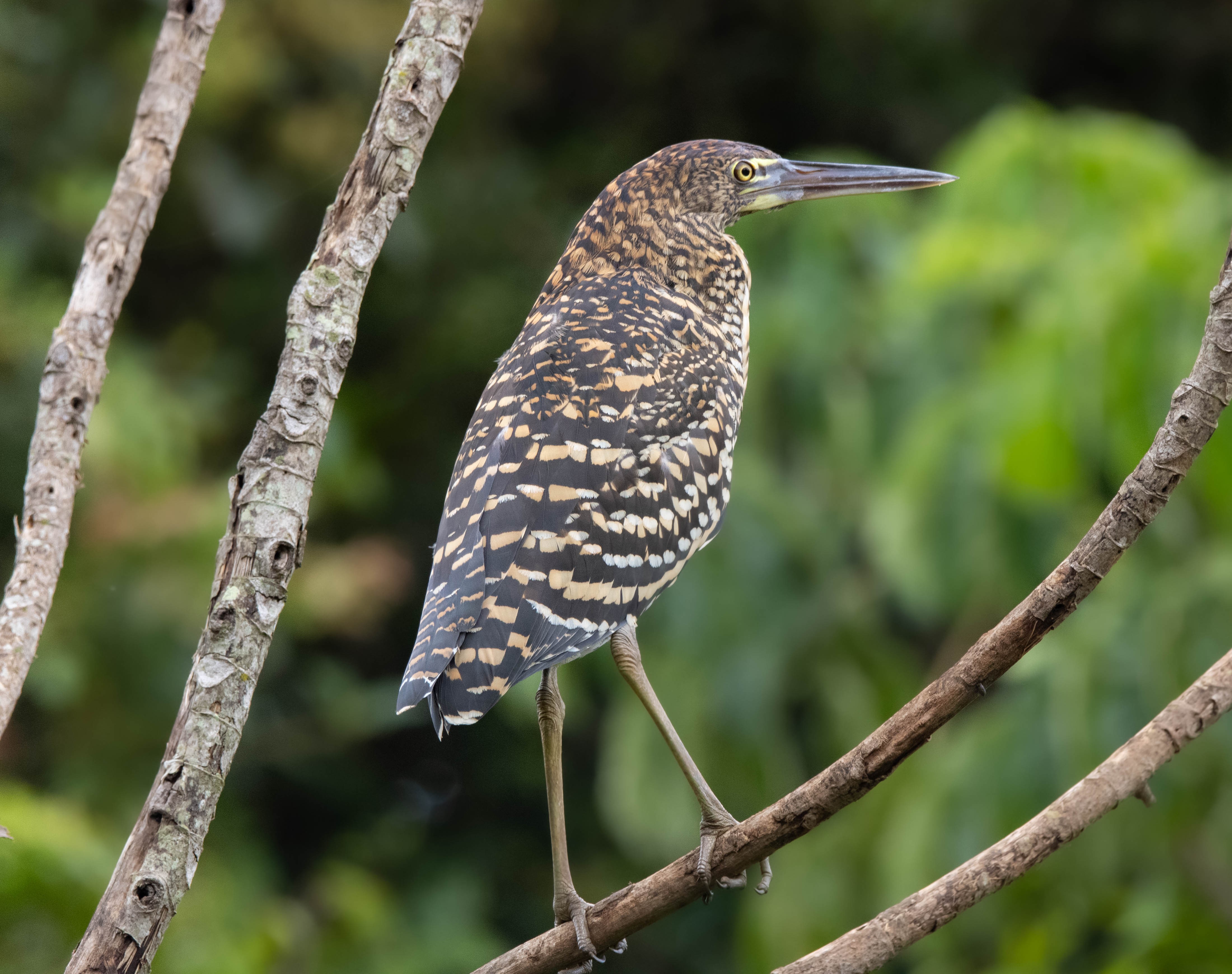 Socó-boi (Tigrisoma lineatum) — Fotoğraf: Carol Ferreira