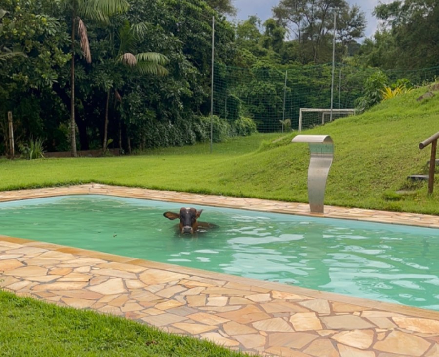 VÍDEO: Vaca entra em piscina para se refrescar após registro de altas temperaturas em MG