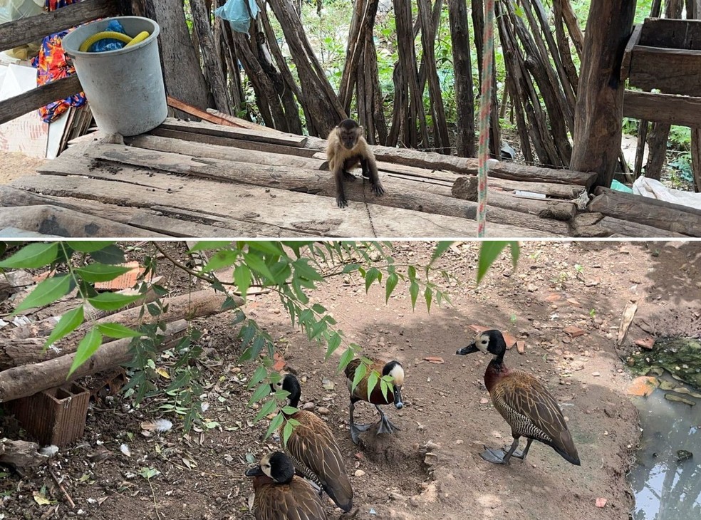Macaco-prego e aves silvestres em situação de cativeiro são apreendidos no interior no Piauí — Foto: Reprodução