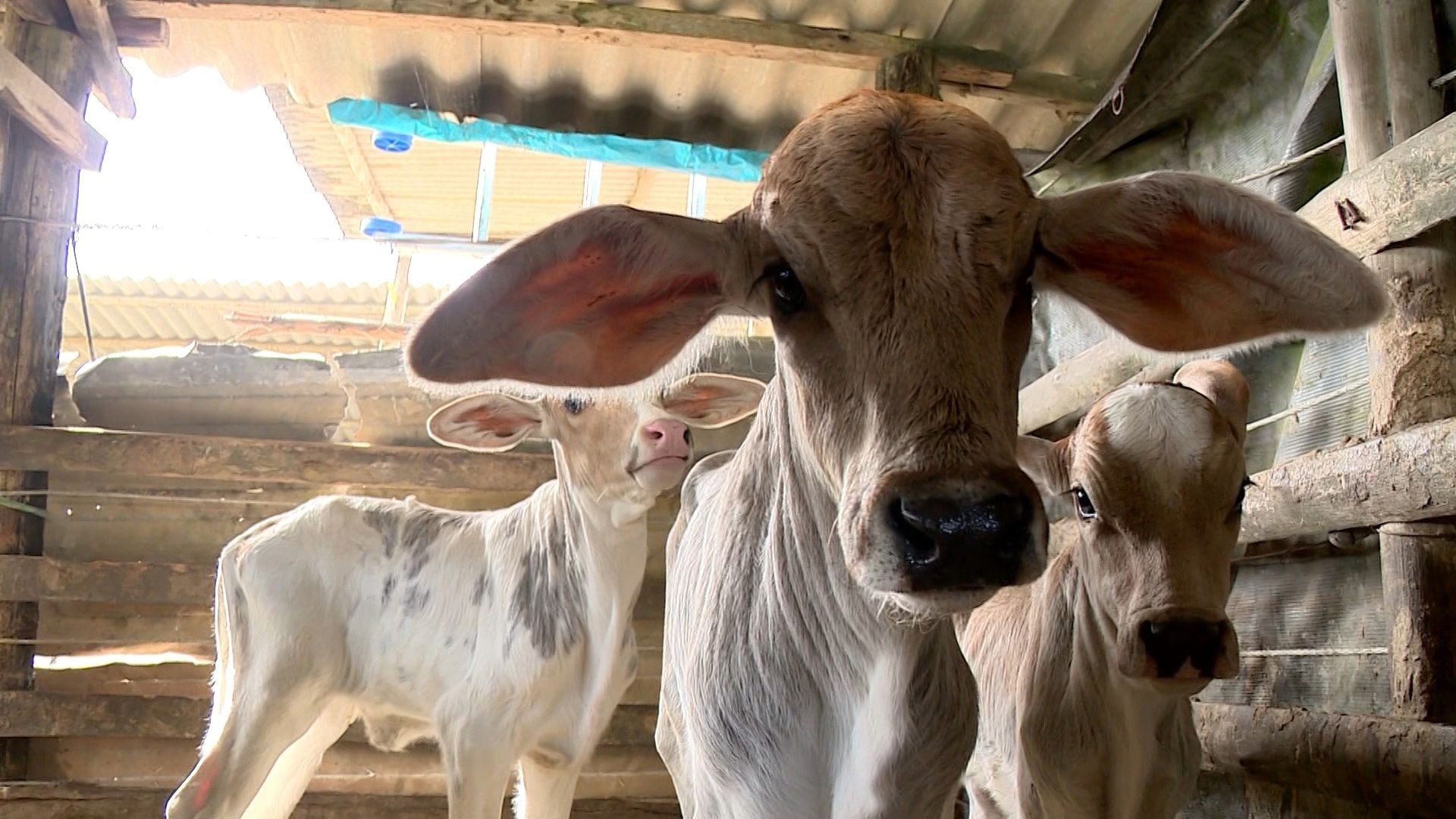 Vaca dá à luz bezerros trigêmeos e surpreende produtor no ES: 'Achei era só um bezerro grande'