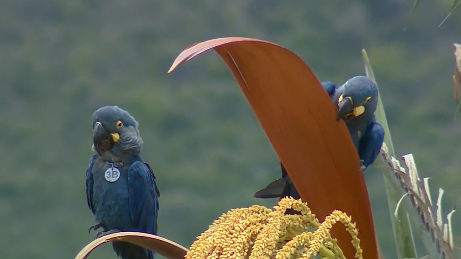 Libertação de araras-azuis-de-lear renova esperança na conservação da Caatinga