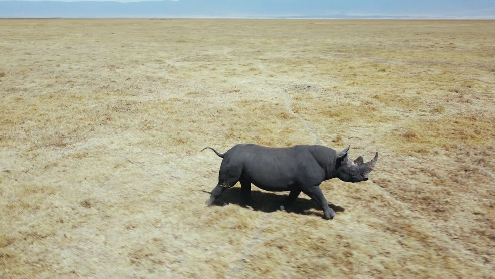 Rinoceronte negro, no Parque Nacional do Serengeti, na Tanzânia — Foto: Globo Repórter