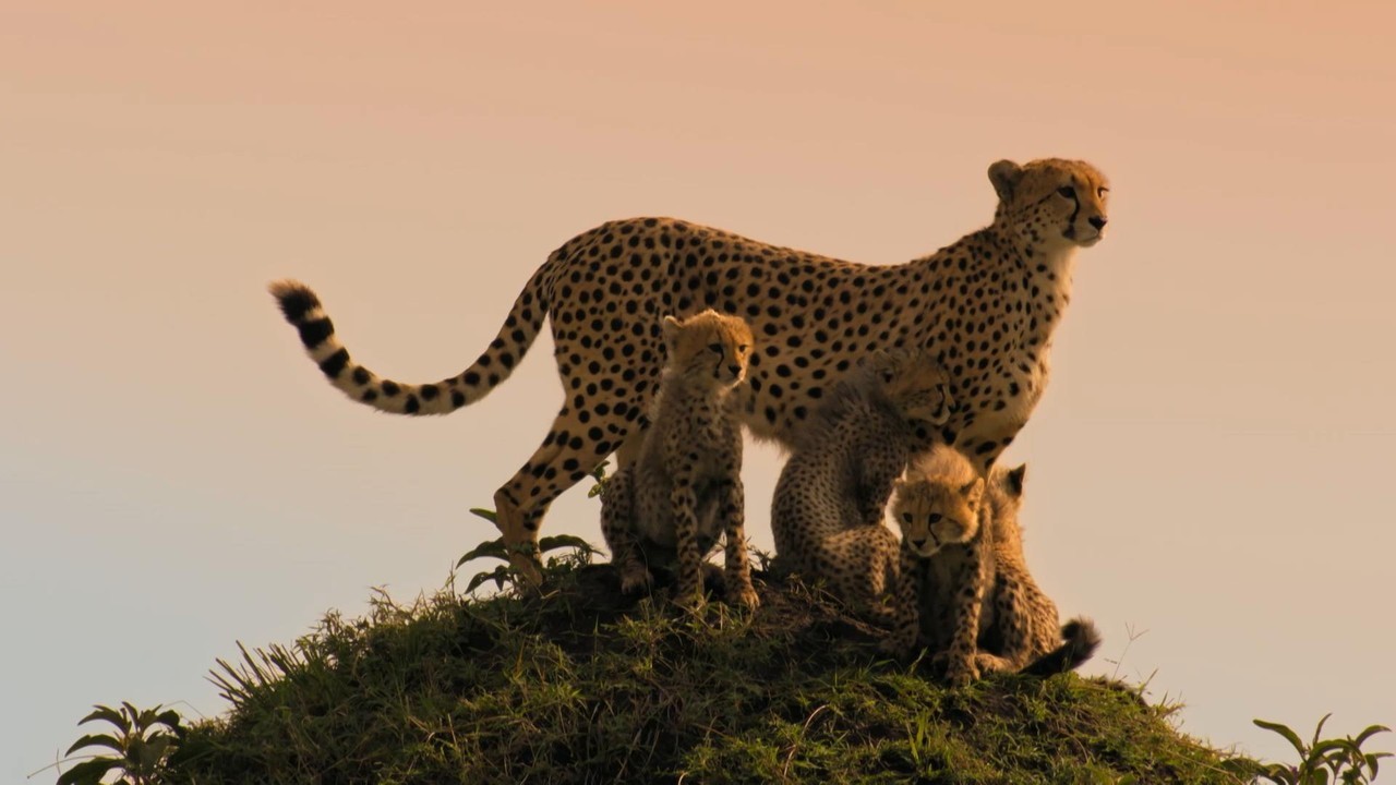 Luta entre girafas e baleia amamentando filhote: veja vídeos impressionantes de mamíferos pelo mundo 