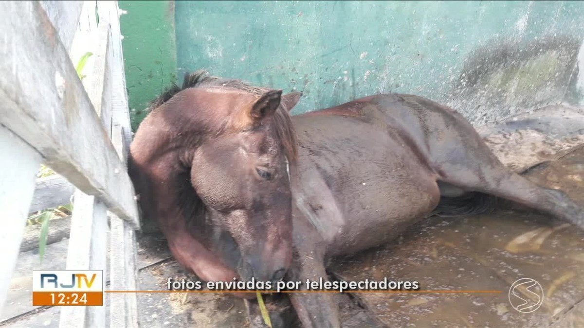 Os cavalos morrem antes do abate: a tragédia dos equinos
