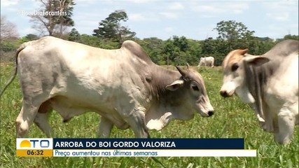 Preço da arroba do boi gordo teve aumento nas últimas semanas