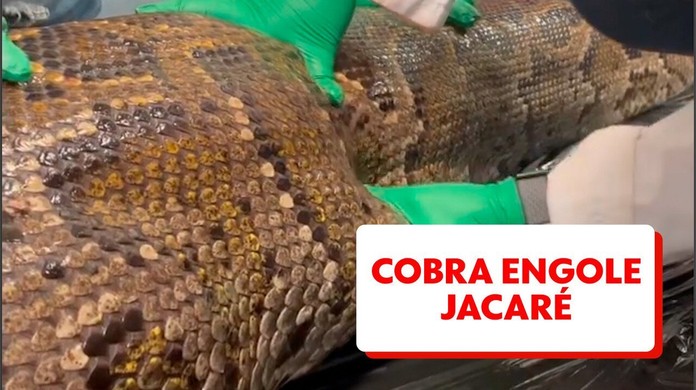 A verdade por trás do vídeo que mostra um 'esqueleto de cobra