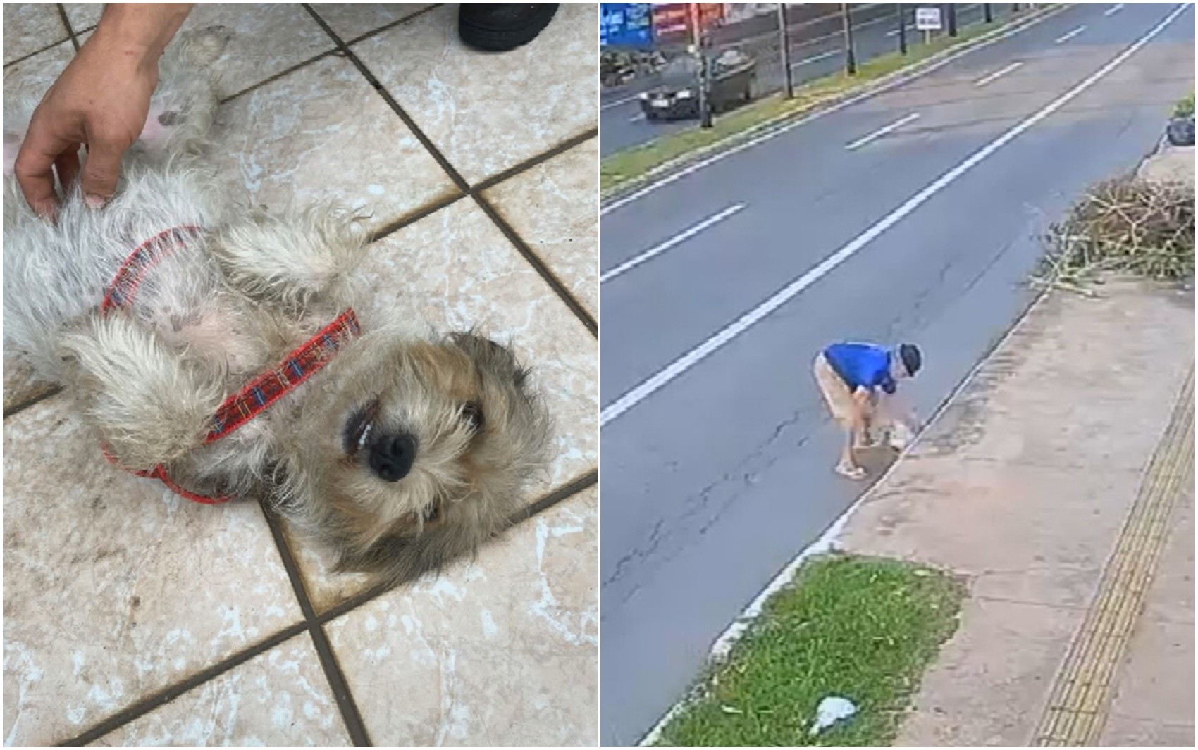 Cachorra é jogada dentro de bueiro e causa revolta em Goiânia; vídeo