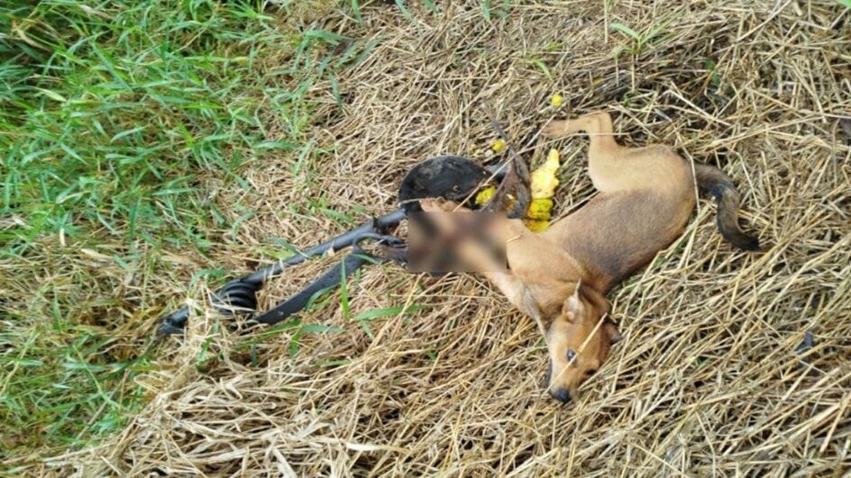 Vira-lata caramelo é resgatado após ficar preso em 'armadilha de urso' em SC