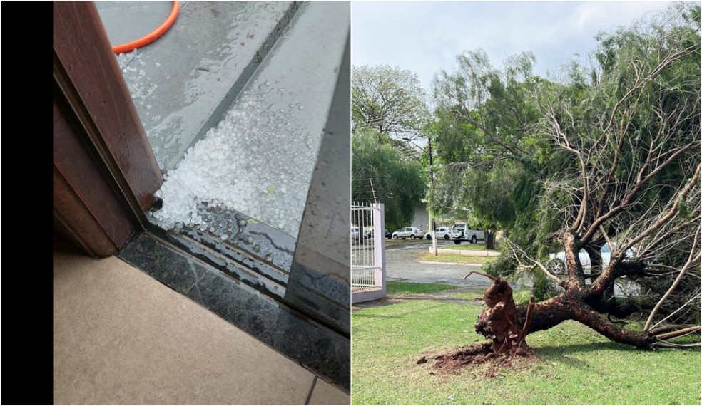 Em Amambai, a população registrou diversas quedas de árvore  Foto: Ponta Porã mil grau