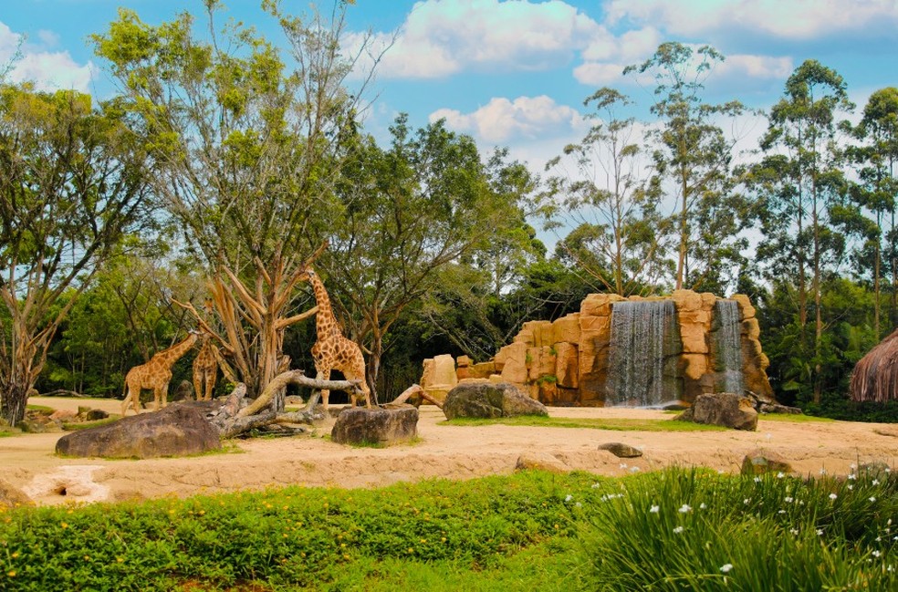 Zoológico do Beto Carrero — Foto: Divulgação