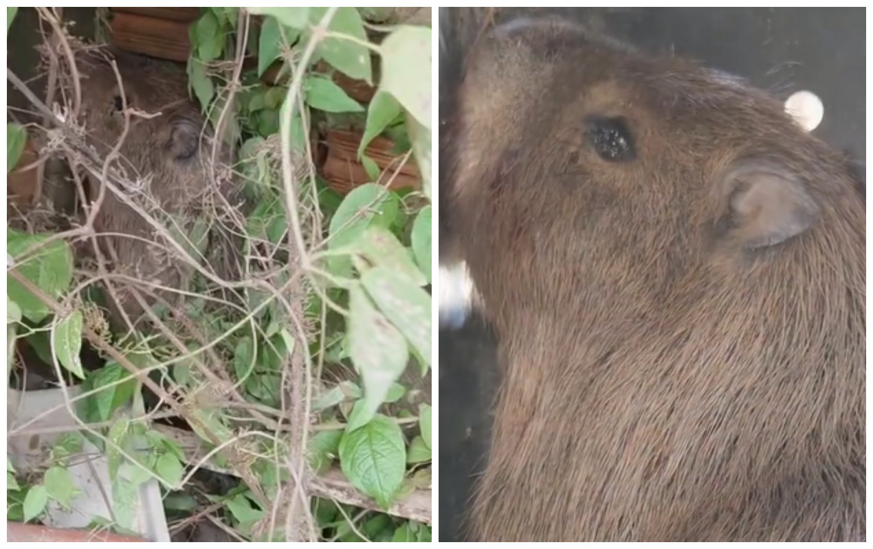 VÍDEO: capivara é resgatada após ser perseguida por cães em Votorantim 
