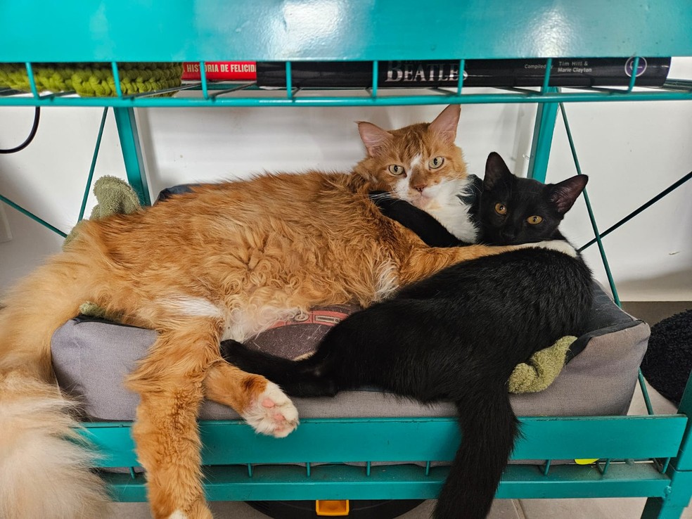 O que fazer para manter o bem-estar do pet após o fim do relacionamento? — Foto: Júlia Martins/g1