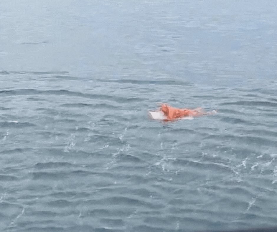 VÍDEO: Pescador é resgatado agarrado a porta de geladeira após sobreviver a naufrágio e passar horas à deriva 