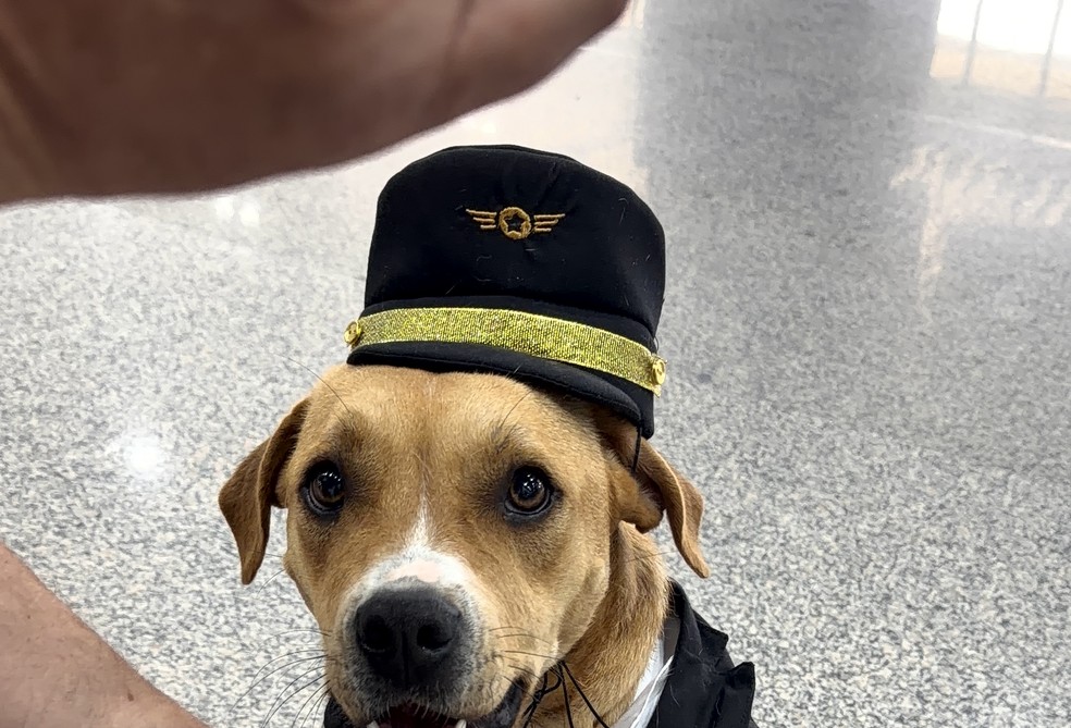 Charlie, mascote oficial do Aeroporto Internacional de São Paulo, em Guarulhos — Foto: Divulgação