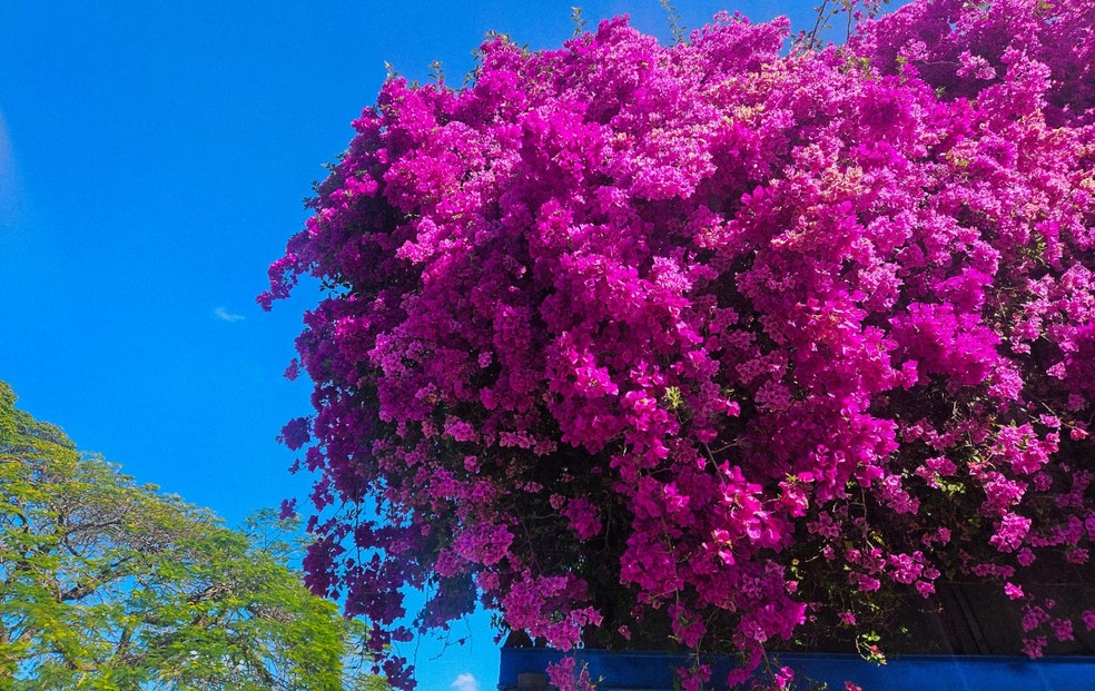 Fenômeno 'febre da primavera' pode ter efeitos adversos — Foto: Júlia Martins/g1