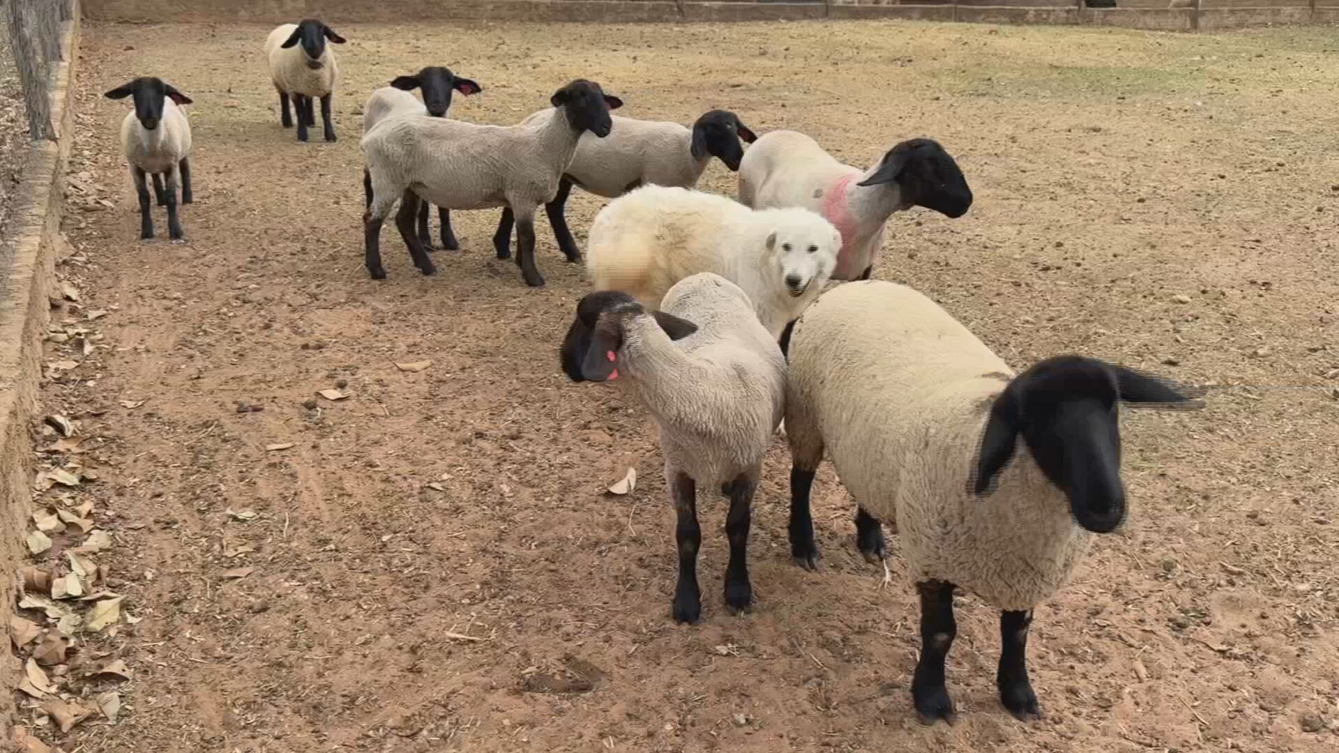 Você Não Tá Convidada pro Meu Bat Mitzvá!
