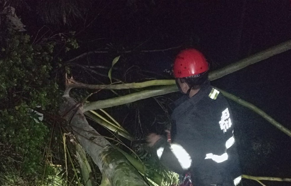 Queda de árvore em casa em SC — Foto: Corpo de Bombeiros/Divulgação