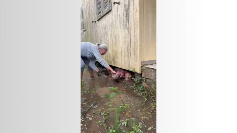 Filhotes de cachorros são resgatados embaixo de casa alagada no litoral de SC; VÍDEO