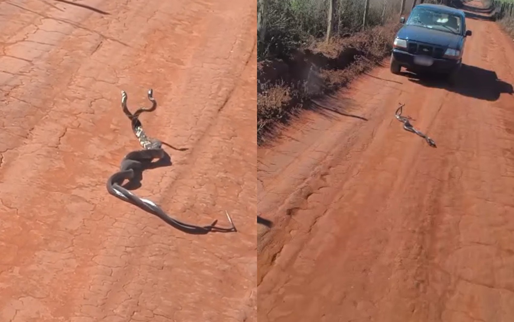 Moradora grava vídeo de duas cobras enroladas: ‘Brigando ou namorando?'