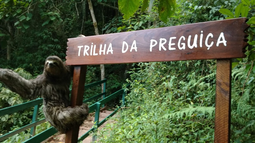 Trilha da Preguiça no Parque Natural Municipal Fazenda do Carmo — Foto: Divulgação/SMVA