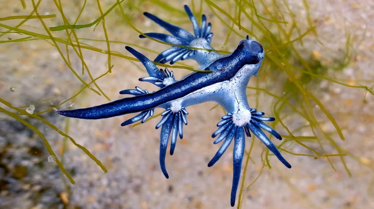 'Mira pero no toques': Un raro 'dragón azul' invade las costas estadounidenses |  ambiente