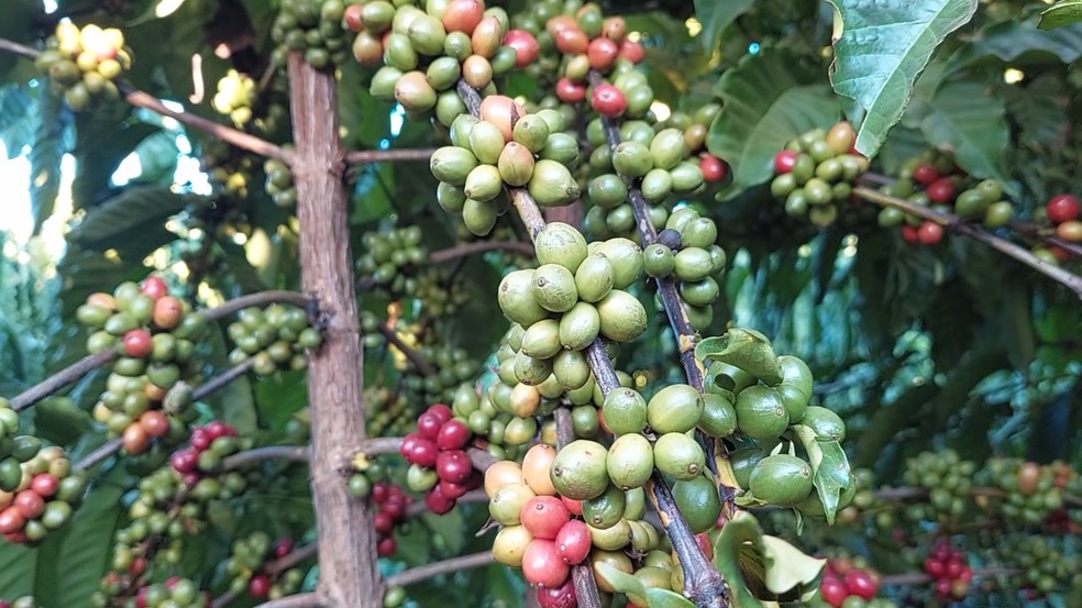 Estudo da Embrapa começou em 2022 — Foto: Rede Amazônica