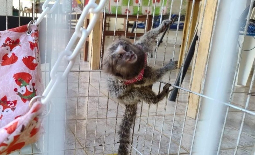 Sagui do Tufo Branco era mantido em cativeiro em Leme. Homem é reincidente em crime ambiental — Foto: Divulgação