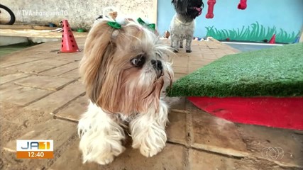 Cresce procura por hotéis para pets no período de férias