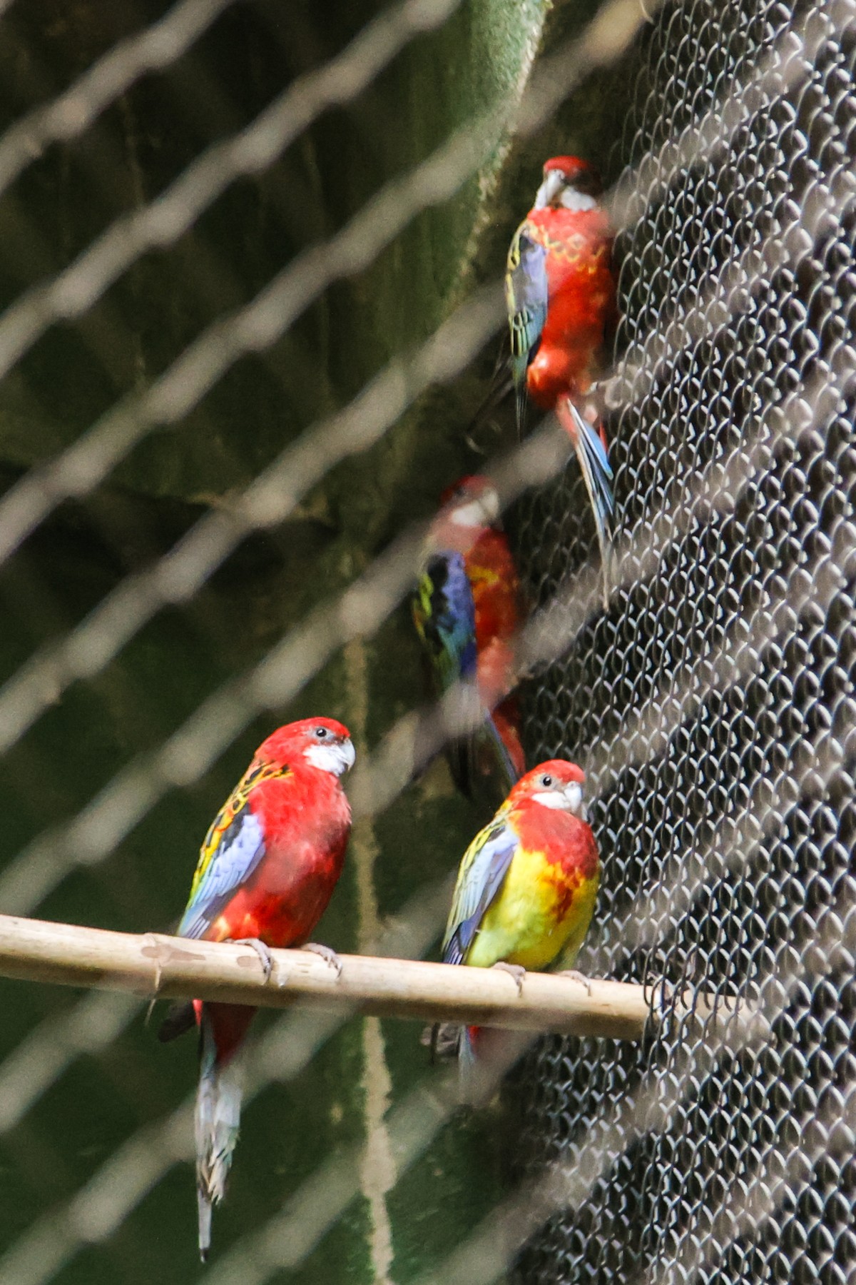 Mais de 40 animais silvestres são resgatados de sítio na Zona Oeste do ...