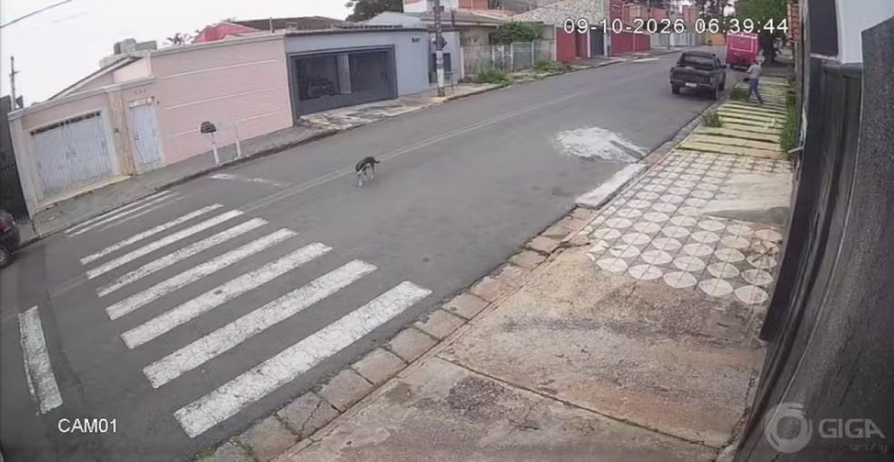 VÍDEO: tutora denuncia vizinha após gato ser levado e abandonado no interior de SP