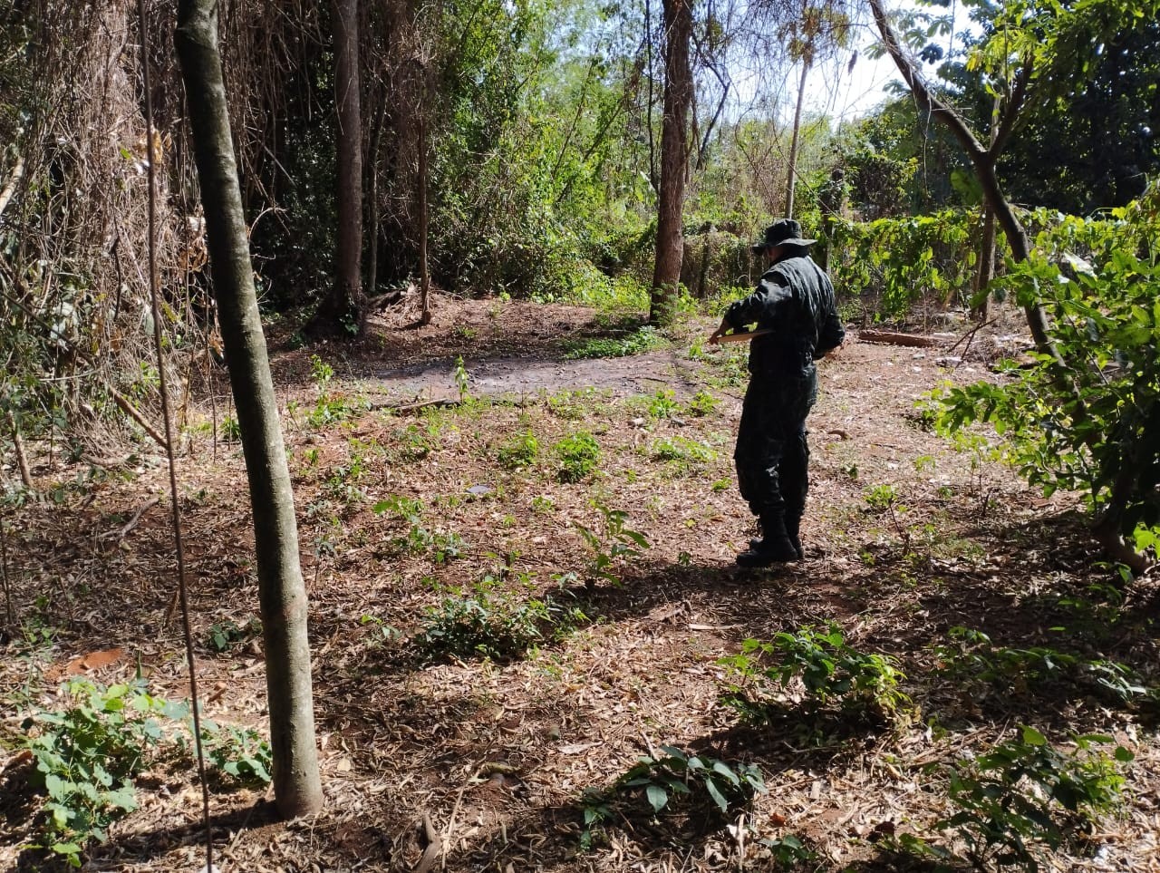 Homem é multado por danificar vegetação nativa no Cinturão Verde de Porto Primavera, em Rosana