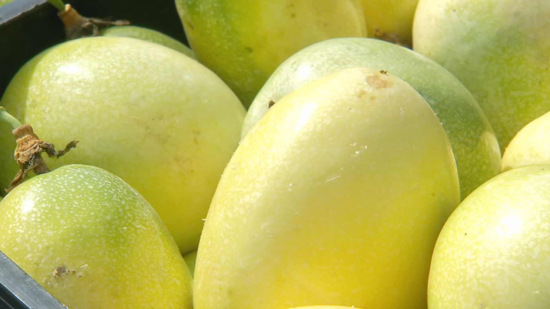 Você Não Tá Convidada pro Meu Bat Mitzvá!