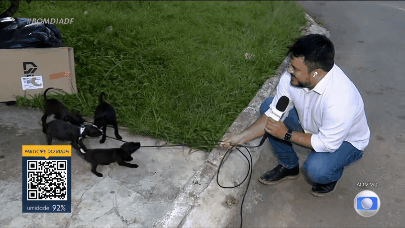 VÍDEO: filhotes abandonados de cachorro 'atacam' microfone de repórter no DF